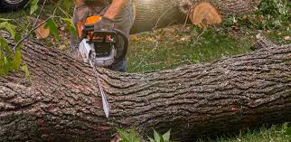 Best Tree Health Inspection  in Park Rapids, MN