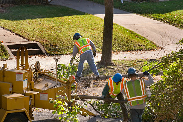 Best Seasonal Cleanup (Spring/Fall)  in Park Rapids, MN