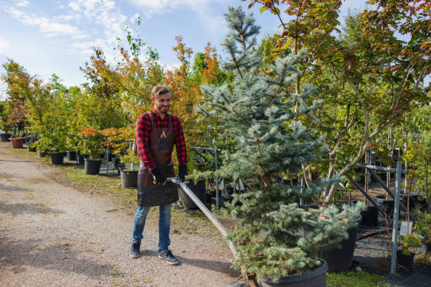 Best Tree Preservation Services  in Park Rapids, MN